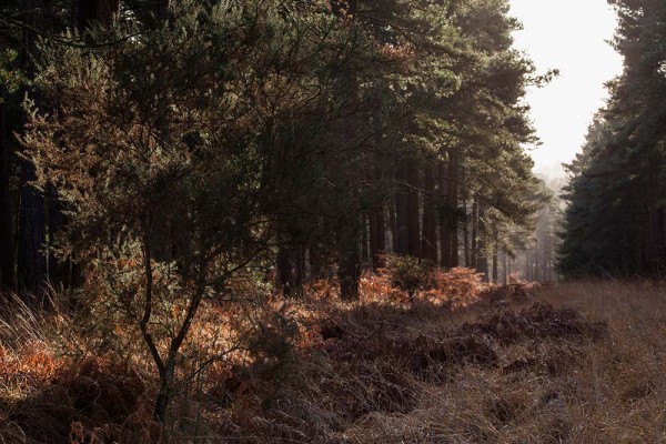 julian, konczak, photography, the interactive forest, forest trip out, new forest