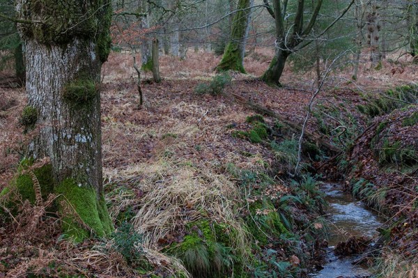 julian, konczak, photography, the interactive forest, forest trip out, new forest