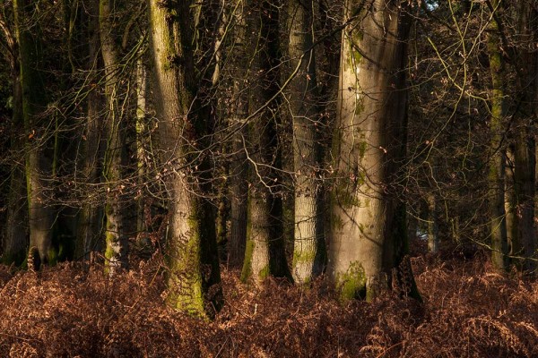 julian, konczak, photography, the interactive forest, forest trip out, new forest