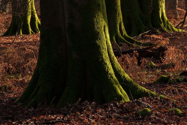 julian, konczak, photography, dthe interactive forest, forest trip out, new forest