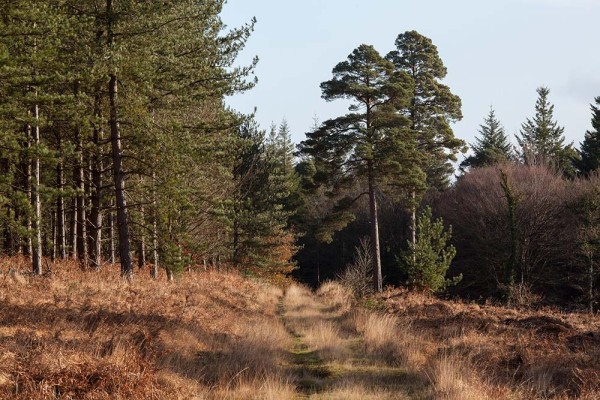 julian, konczak, photography, the interactive forest, forest trip out, new forest