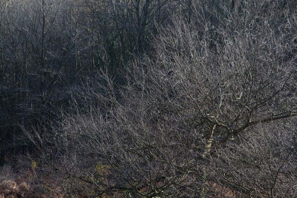 julian, konczak, photography, the interactive forest, forest trip out, new forest