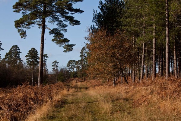 julian, konczak, photography, the interactive forest, forest trip out, new forest