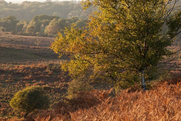 julian, konczak, photography, a31, Marrowbones Hill, forest trip out, new forest