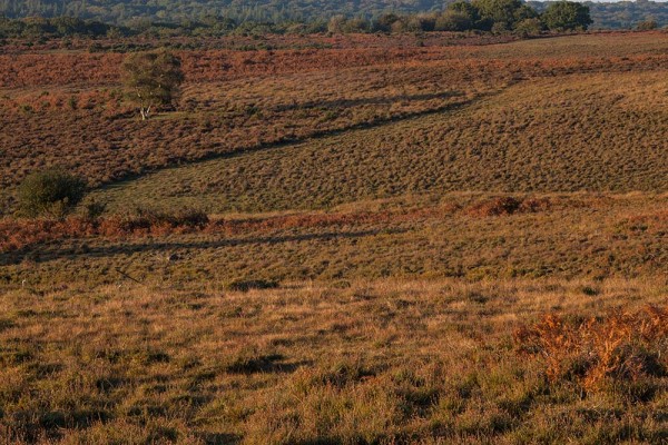 julian, konczak, photography, a31, Marrowbones Hill, forest trip out, new forest