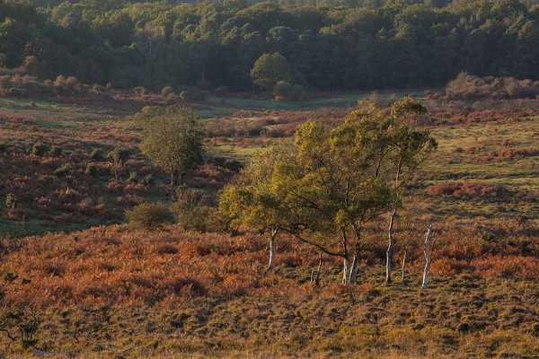 julian, konczak, photography, a31, Marrowbones Hill, forest trip out, new forest