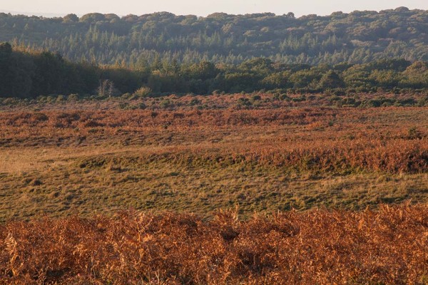 julian, konczak, photography, a31, Marrowbones Hill, forest trip out, new forest