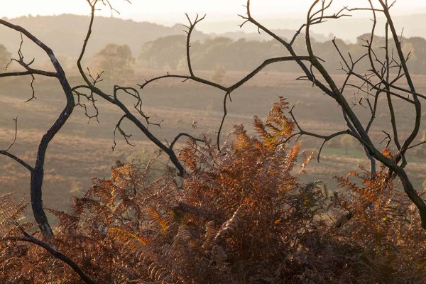 julian, konczak, photography, a31, Marrowbones Hill, forest trip out, new forest