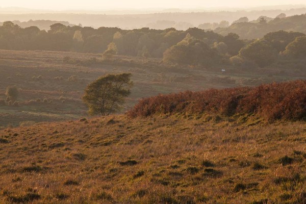 julian, konczak, photography, a31, Marrowbones Hill, forest trip out, new forest