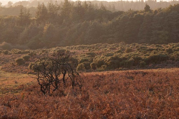 julian, konczak, photography, a31, Marrowbones Hill, forest trip out, new forest