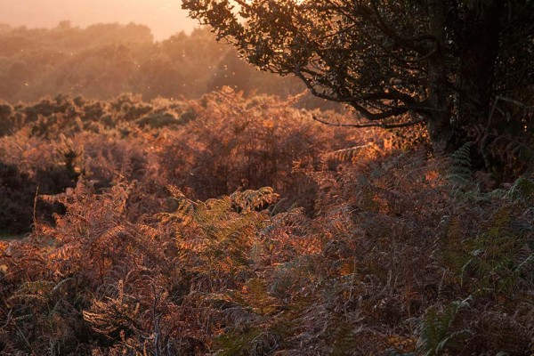 julian, konczak, photography, a31, Marrowbones Hill, forest trip out, new forest