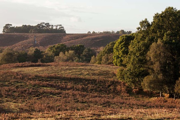 julian, konczak, photography, a31, Marrowbones Hill, forest trip out, new forest