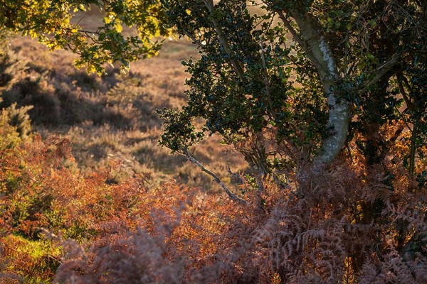 julian, konczak, photography, a31, Marrowbones Hill, forest trip out, new forest