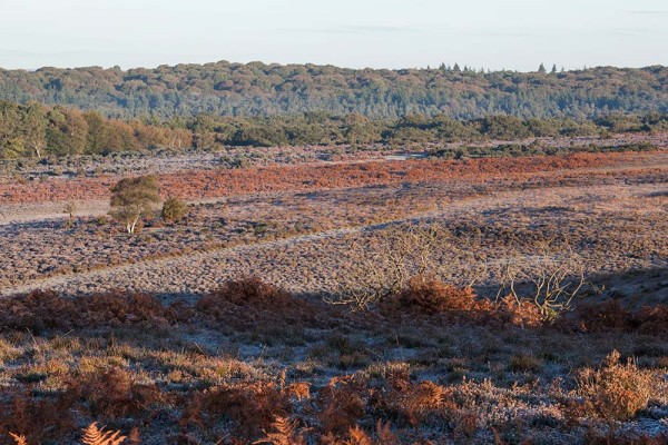 julian, konczak, photography, a31, Marrowbones Hill, forest trip out, new forest