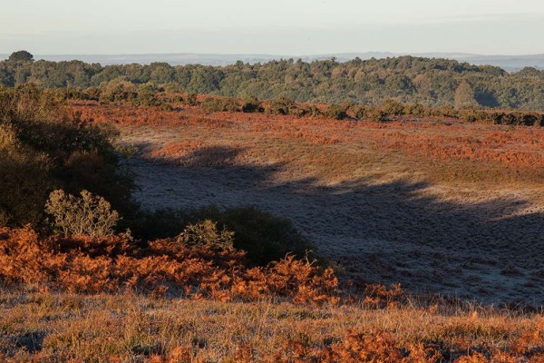 julian, konczak, photography, a31, Marrowbones Hill, forest trip out, new forest