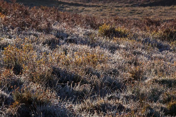 julian, konczak, photography, a31, Marrowbones Hill, forest trip out, new forest