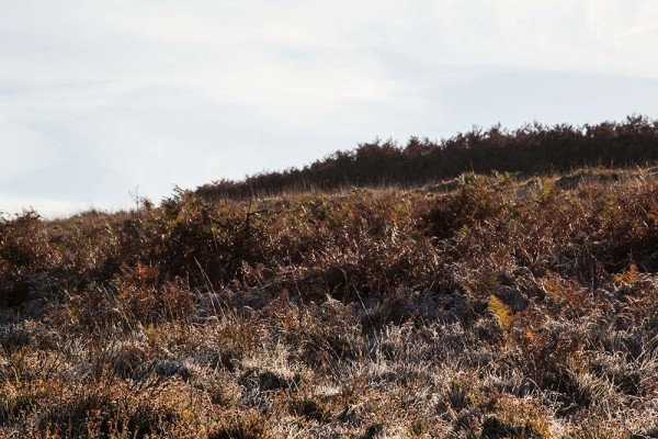 julian, konczak, photography, a31, Marrowbones Hill, forest trip out, new forest