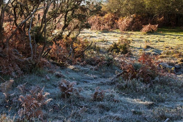 julian, konczak, photography, a31, Marrowbones Hill,  forest trip out, new forest