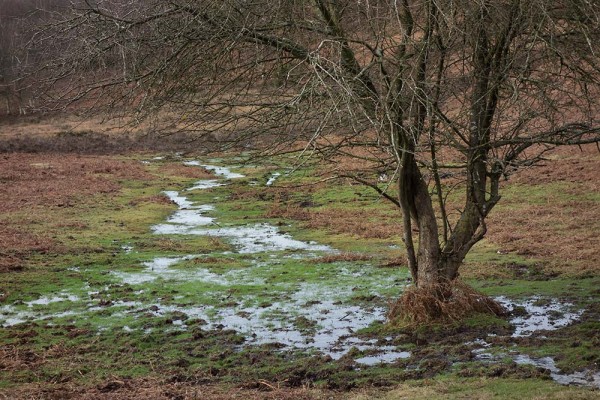 konczak, forest, a trip out