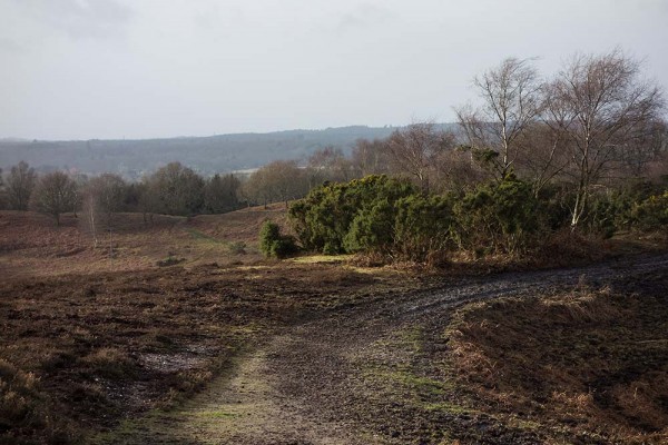 konczak, forest, a trip out