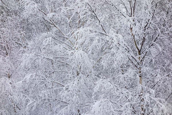 julian, konczak, photography, video, snow, new, forest, a trip out