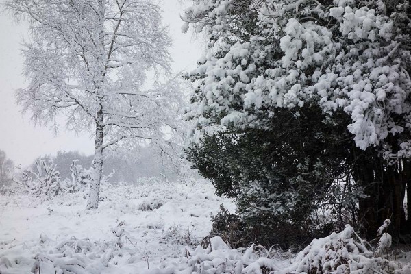 julian, konczak, photography, video, snow, new, forest, a trip out