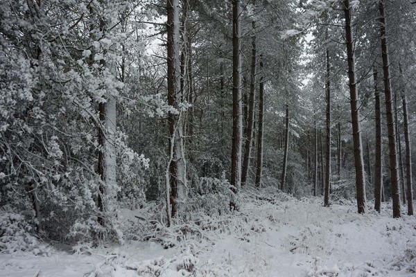 julian, konczak, photography, video, snow, new, forest, a trip out