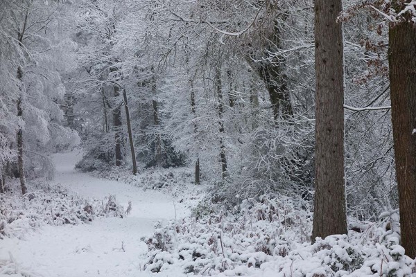 julian, konczak, photography, video, snow, new, forest, a trip out