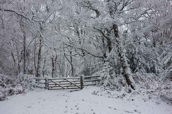 julian, konczak, photography, video, snow, new, forest, a trip out