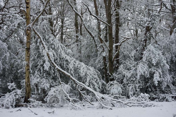 julian, konczak, photography, video, snow, new, forest, a trip out