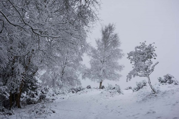 julian, konczak, photography, video, snow, new, forest, a trip out