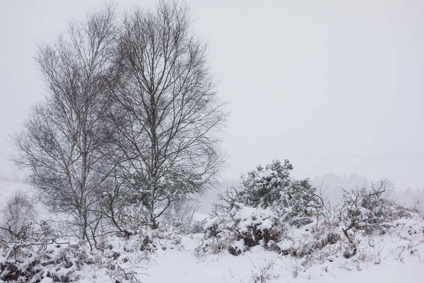 julian, konczak, photography, video, snow, new, forest, a trip out