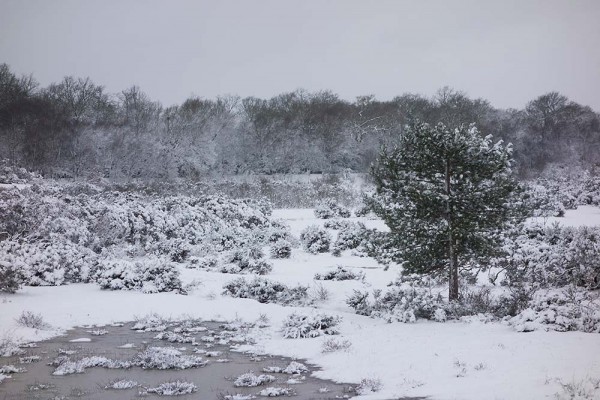 julian, konczak, photography, video, snow, new, forest, a trip out