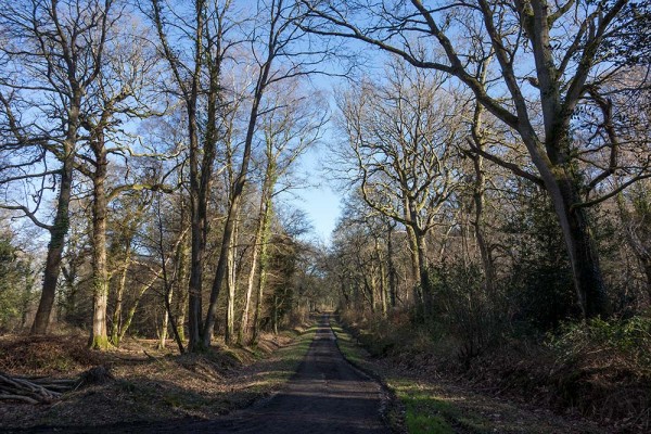 In Search of a Vista, White Moor Ridge, Lyndhurst, julian, konczak, photography, video, new, forest, a trip out