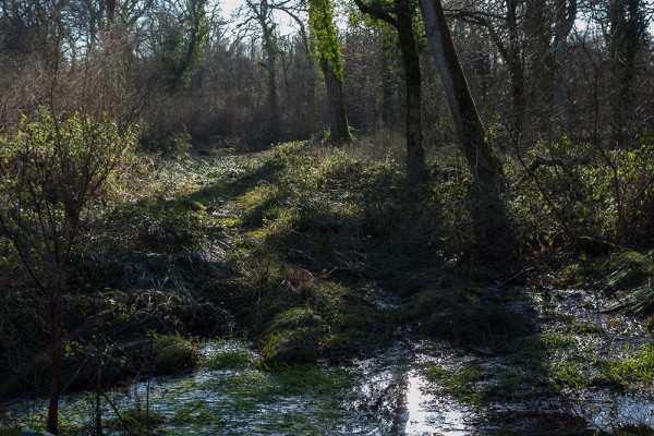 In Search of a Vista, White Moor Ridge, Lyndhurst, julian, konczak, photography, video, new, forest, a trip out