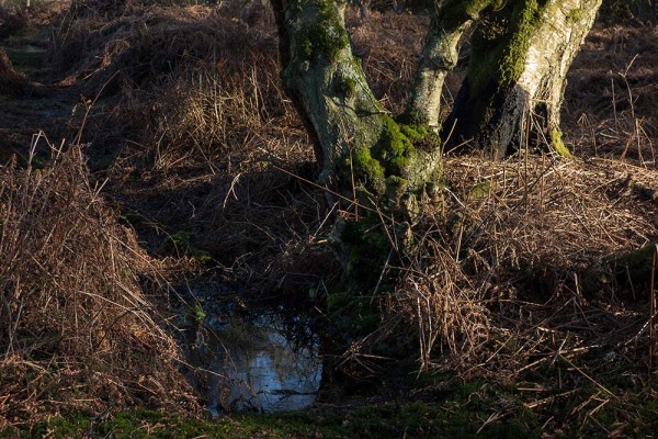 In Search of a Vista, White Moor Ridge, Lyndhurst, julian, konczak, photography, video, new, forest, a trip out