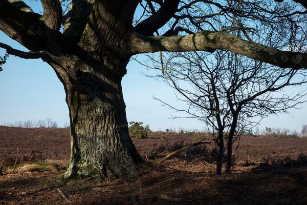 In Search of a Vista, White Moor Ridge, Lyndhurst, julian, konczak, photography, video, new, forest, a trip out