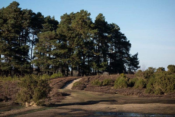 In Search of a Vista, White Moor Ridge, Lyndhurst, julian, konczak, photography, video, new, forest, a trip out