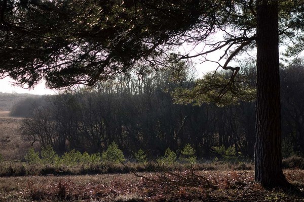 In Search of a Vista, White Moor Ridge, Lyndhurst, julian, konczak, photography, video, new, forest, a trip out