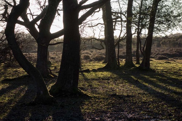 In Search of a Vista, White Moor Ridge, Lyndhurst, julian, konczak, photography, video, new, forest, a trip out