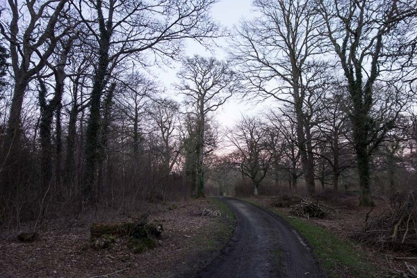 In Search of a Vista, White Moor Ridge, Lyndhurst, julian, konczak, photography, video, new, forest, a trip out