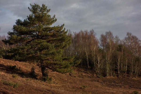 julian, konczak, photography, video, new, forest, a trip out, in search of a vista