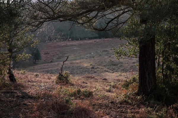 julian, konczak, photography, video, new, forest, a trip out, in search of a vista