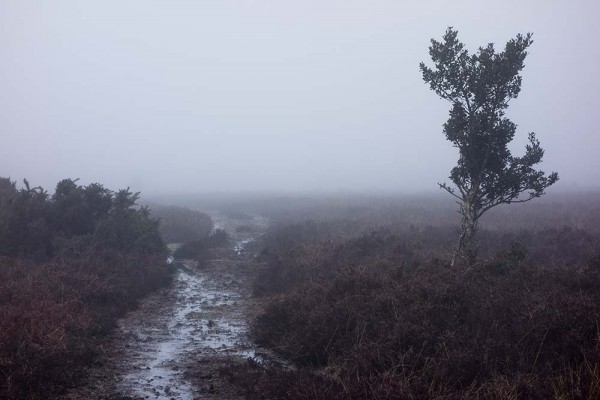 julian, konczak, photography, video, new, forest, a trip out, in search of a vista