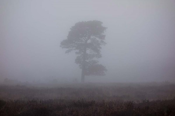 julian, konczak, photography, video, new, forest, a trip out, in search of a vista