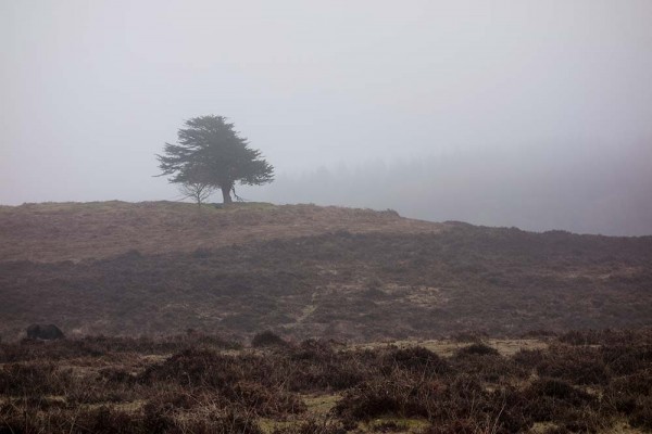 julian, konczak, photography, video, new, forest, a trip out, in search of a vista