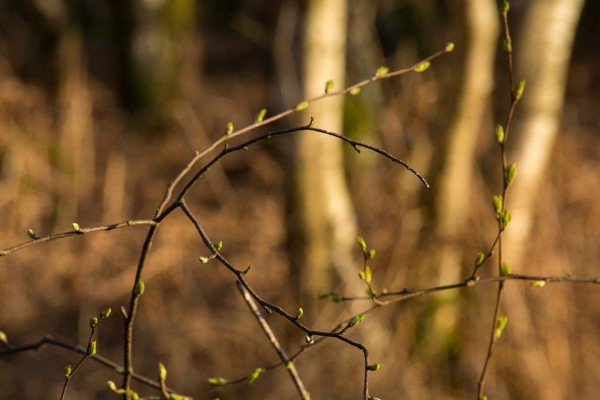 julian, konczak, photography, video, new, forest, a trip out