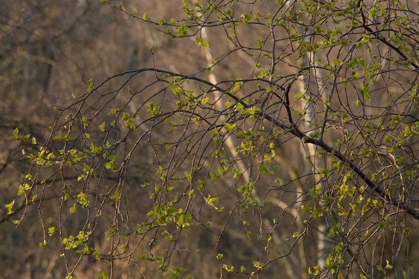 julian, konczak, photography, video, new, forest, a trip out