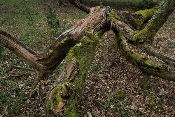 julian, konczak, photography, video, new, forest, a trip out