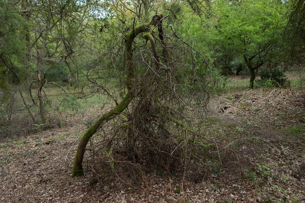 julian, konczak, photography, video, new, forest, a trip out